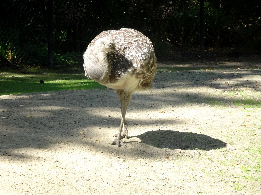 Darwin`s Rhea at the America section of ZOO Planckendael