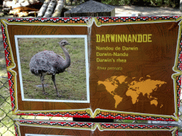 mechelen_2_034 - 389 kb - 1024x768 - Explanation on the Darwin`s Rhea at the America section of ZOO Planckendael Explanation on the Darwin`s Rhea at the America section of ZOO Planckendael
