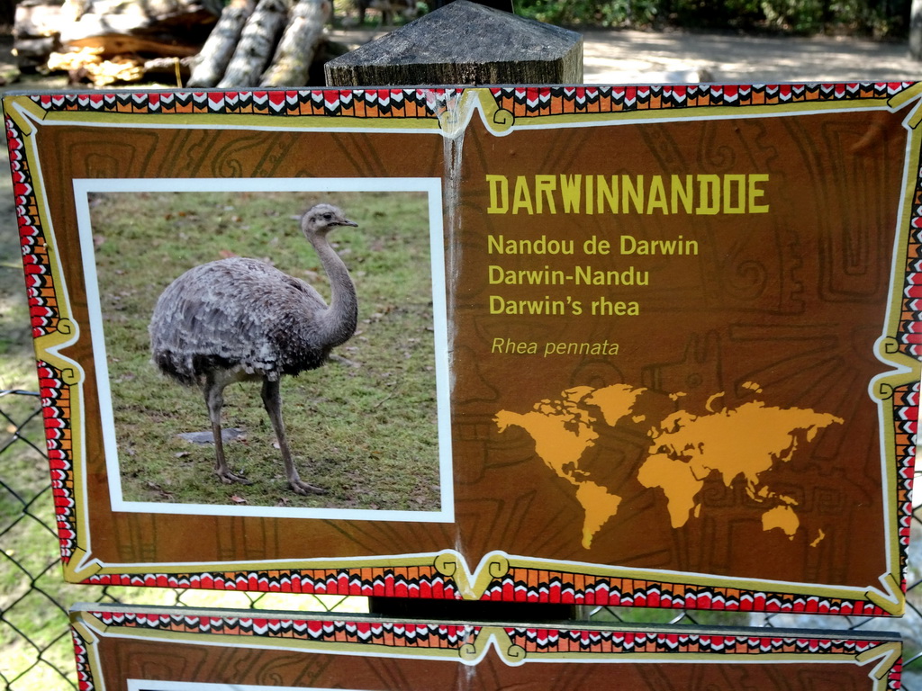 Explanation on the Darwin`s Rhea at the America section of ZOO Planckendael
