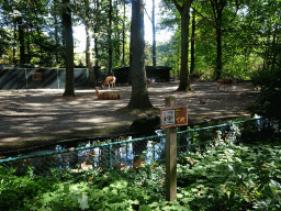 mechelen_2_035 - 548 kb - 1024x768 - Guanacos at the America section of ZOO Planckendael, with explanation Guanacos at the America section of ZOO Planckendael, with explanation