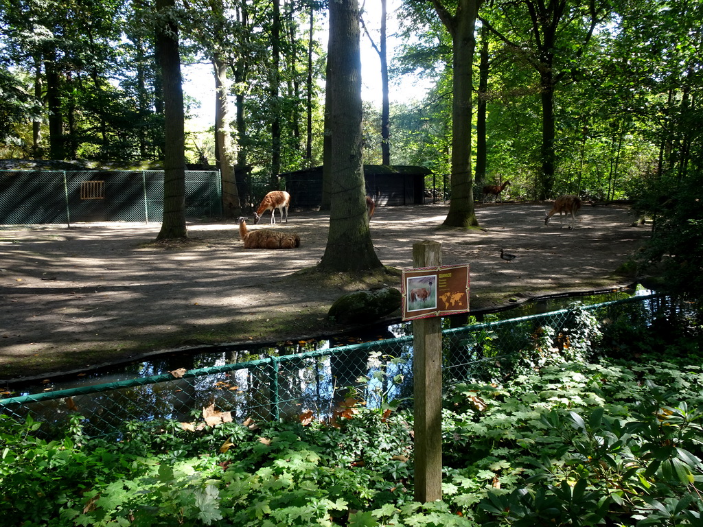 Guanacos at the America section of ZOO Planckendael, with explanation