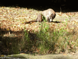South American Coati at the America section of ZOO Planckendael
