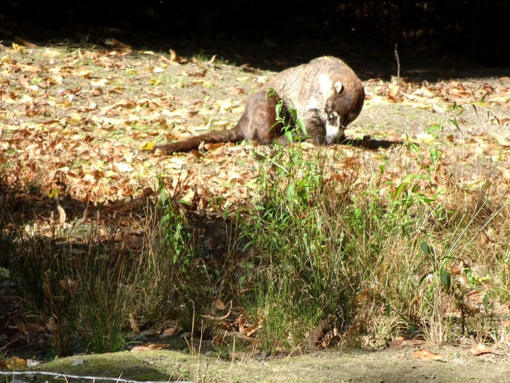 South American Coati at the America section of ZOO Planckendael