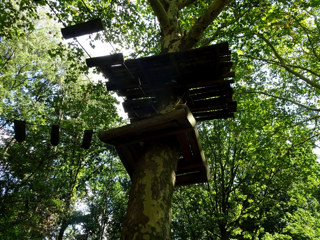 South American Coati in a tree platform at the America section of ZOO Planckendael