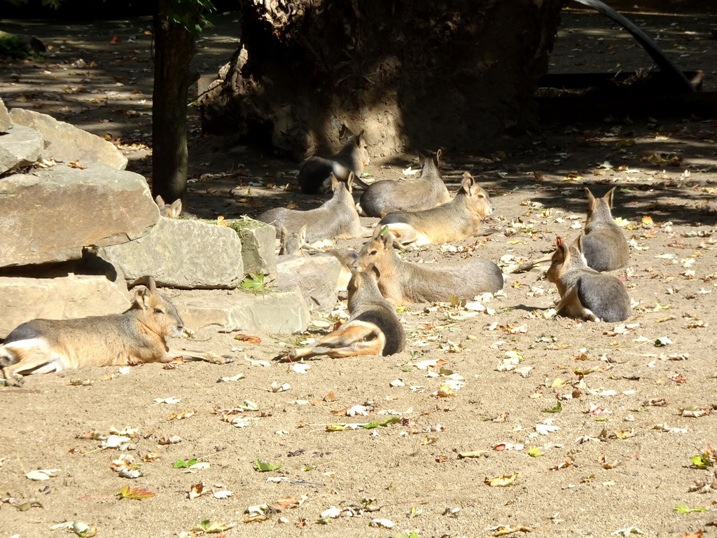 Capybaras at the America section of ZOO Planckendael