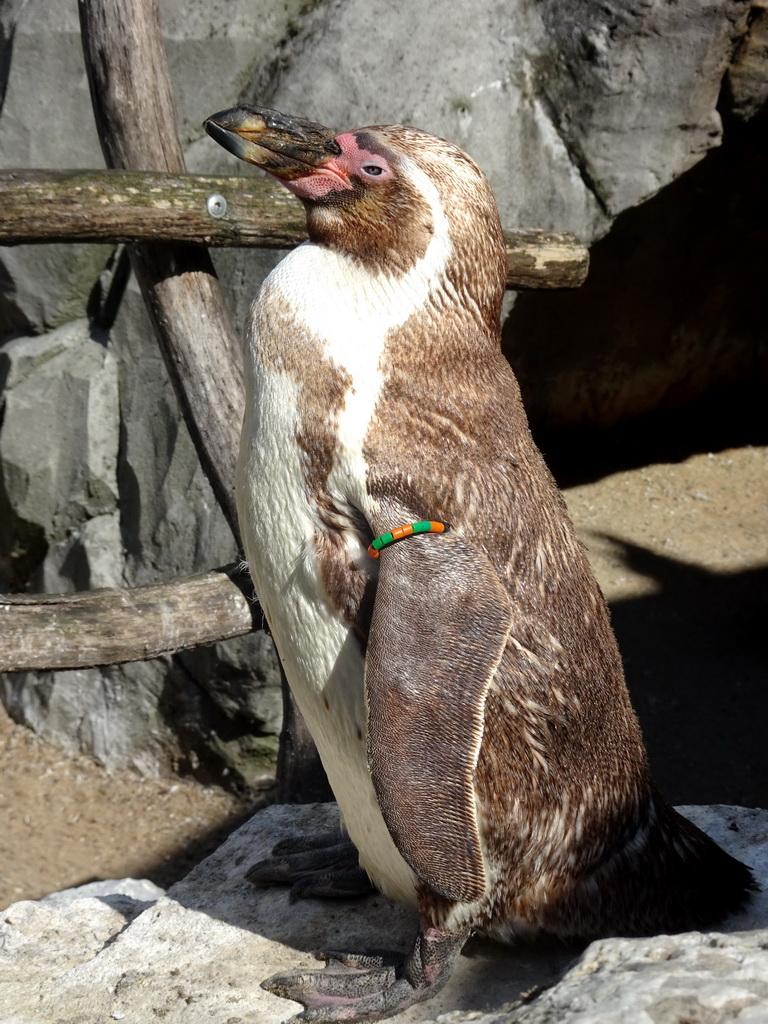 Humboldt Penguin at the Aviary at the America section of ZOO Planckendael