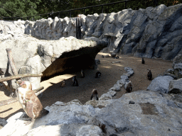 Humboldt Penguins at the Aviary at the America section of ZOO Planckendael