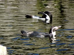 Humboldt Penguins at the Aviary at the America section of ZOO Planckendael