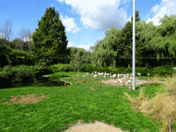 Chilean Flamingos, Scarlet Ibises and Black Faced Ibises at the Aviary at the America section of ZOO Planckendael