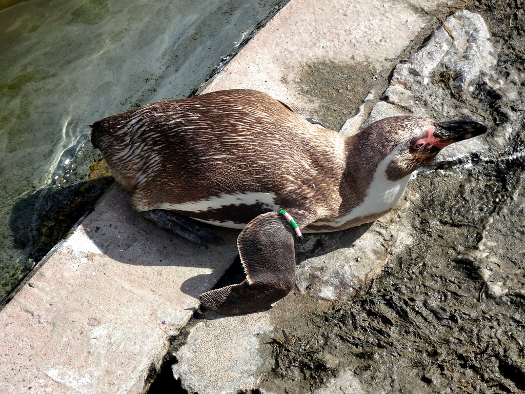 Humboldt Penguin at the Aviary at the America section of ZOO Planckendael