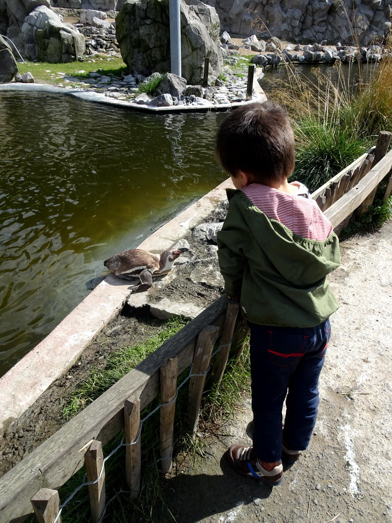Max with a Humboldt Penguin at the Aviary at the America section of ZOO Planckendael