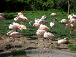 Chilean Flamingos at the Aviary at the America section of ZOO Planckendael
