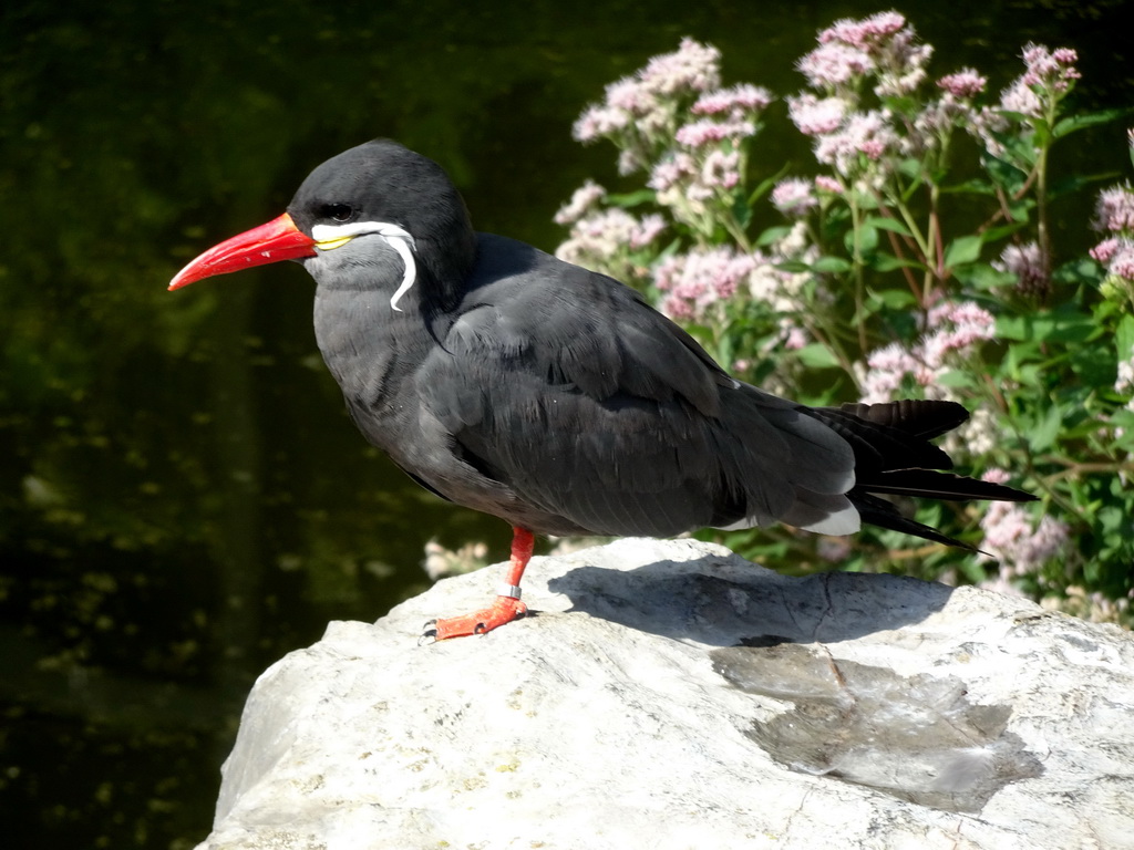 Inca Tern at the Aviary at the America section of ZOO Planckendael