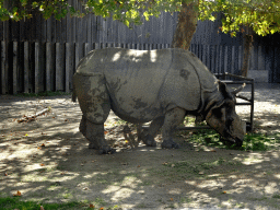 Indian Rhinoceros at the Asia section of ZOO Planckendael
