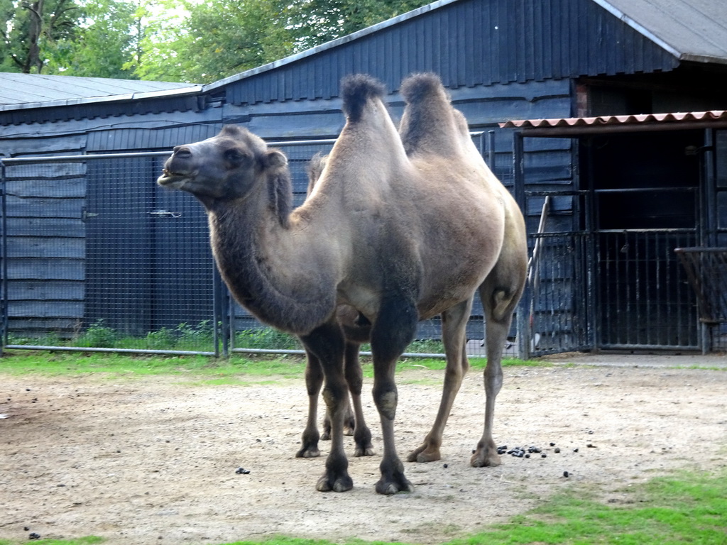 Camels at the Asia section of ZOO Planckendael