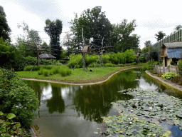 Pond and Crested Gibbons at the Asia section of ZOO Planckendael