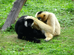 Crested Gibbons at the Asia section of ZOO Planckendael