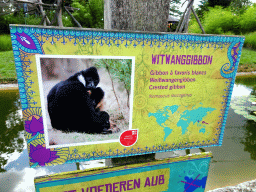 Explanation on the Crested Gibbon at the Asia section of ZOO Planckendael