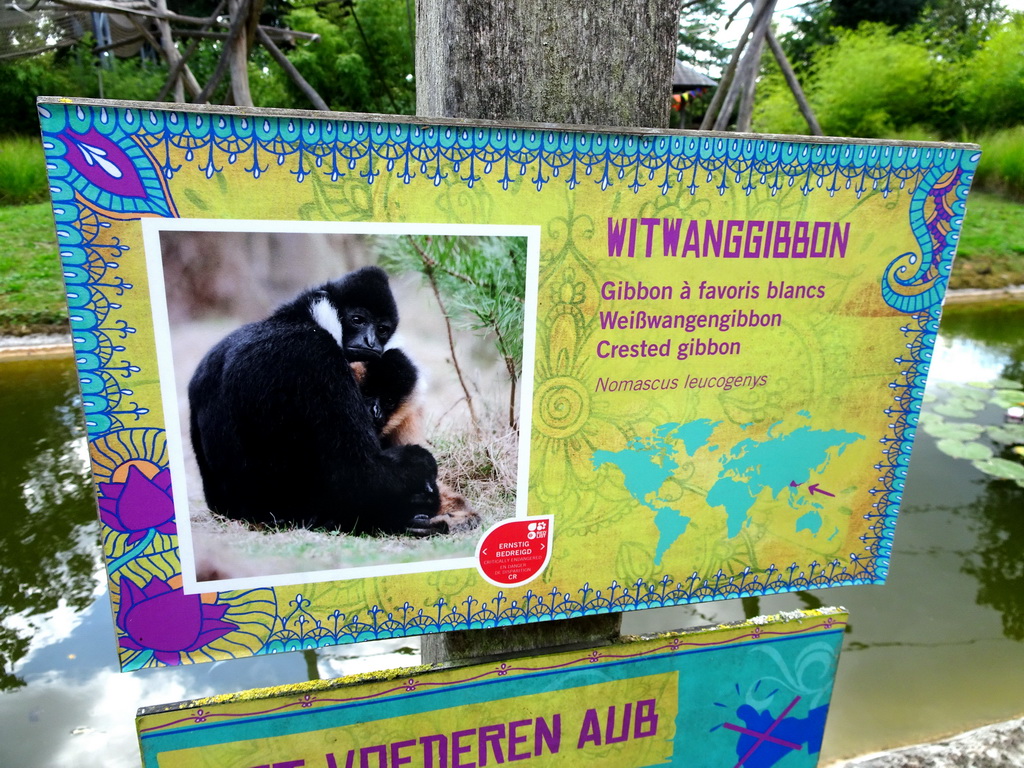 Explanation on the Crested Gibbon at the Asia section of ZOO Planckendael