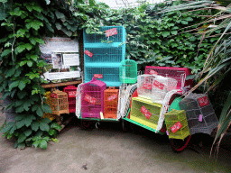 Bird cages at the `Adembenemend Azië` building at the Asia section of ZOO Planckendael
