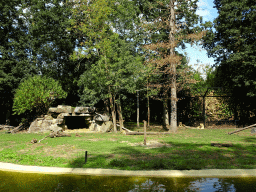 Asiatic Lions at the Asia section of ZOO Planckendael