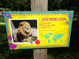 Explanation on the Asiatic Lion at the Asia section of ZOO Planckendael