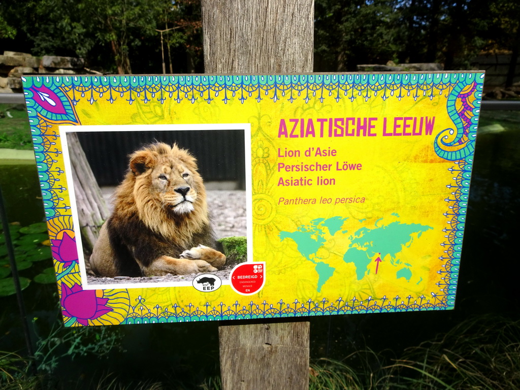 Explanation on the Asiatic Lion at the Asia section of ZOO Planckendael
