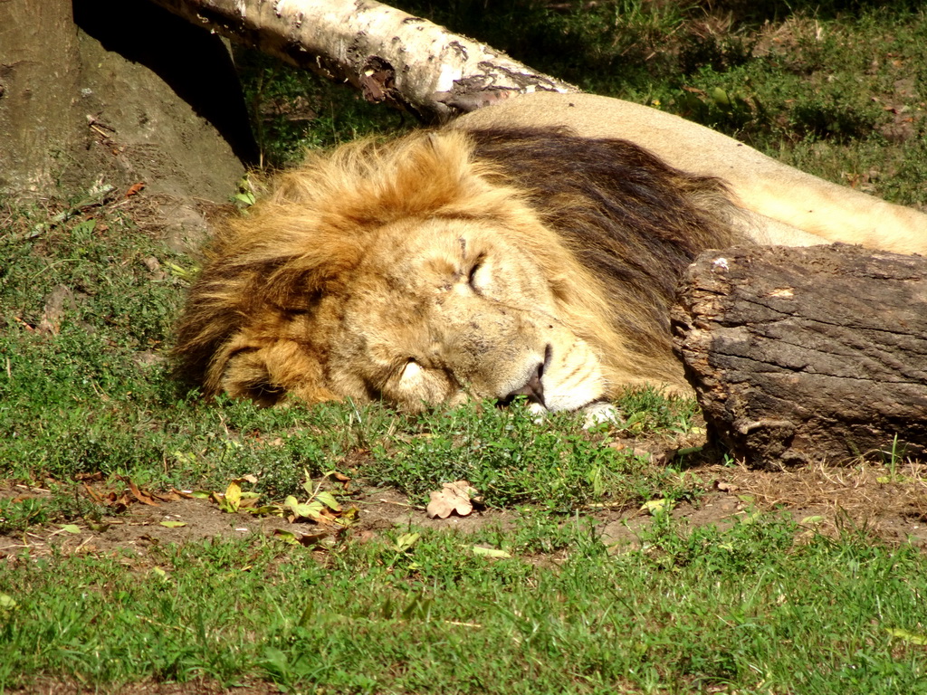 Asiatic Lion at the Asia section of ZOO Planckendael