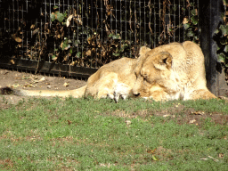 Asiatic Lion at the Asia section of ZOO Planckendael