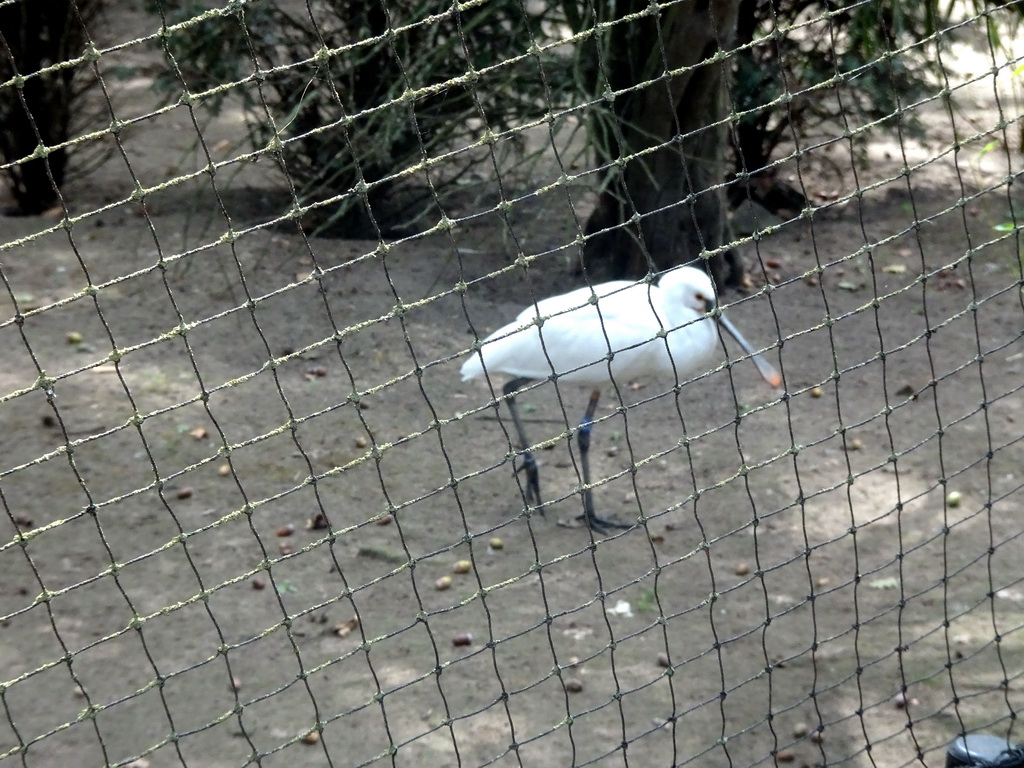 Eurasian Spoonbill at the Asia section of ZOO Planckendael
