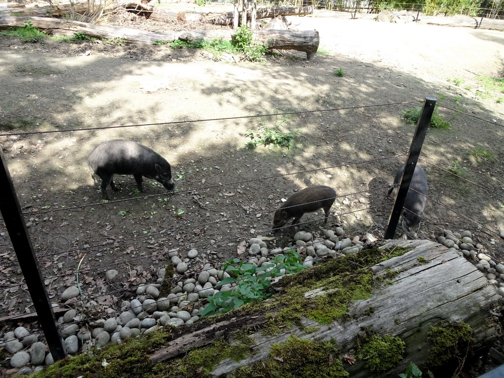 Visayan Warty Pigs at the Asia section of ZOO Planckendael