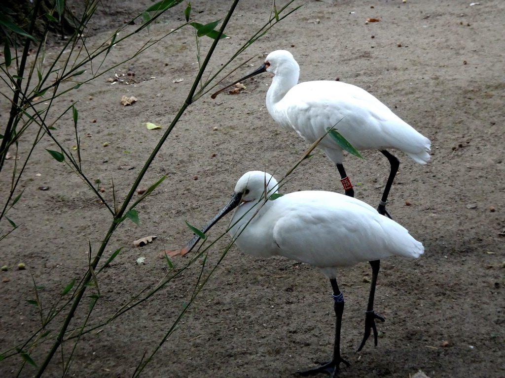 Eurasian Spoonbills at the Asia section of ZOO Planckendael