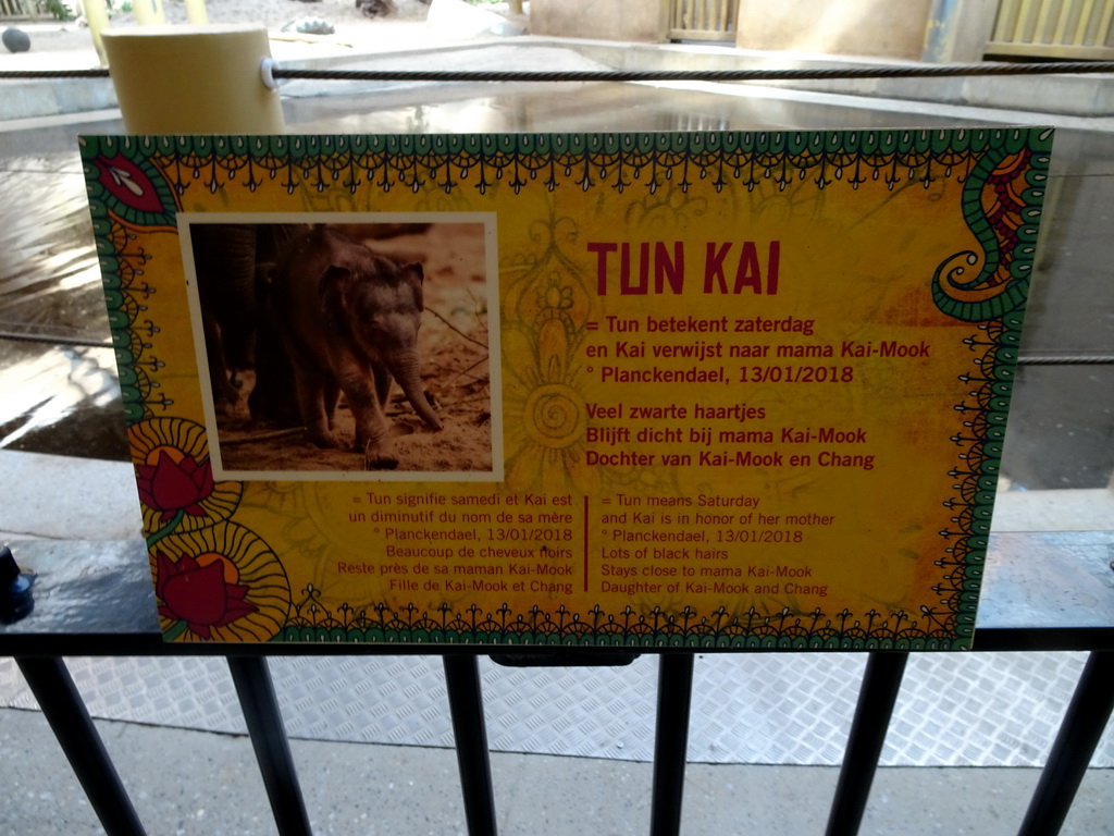 Information on the Asian Elephant `Tun Kai` at the Asian Elephant building at the Asia section of ZOO Planckendael