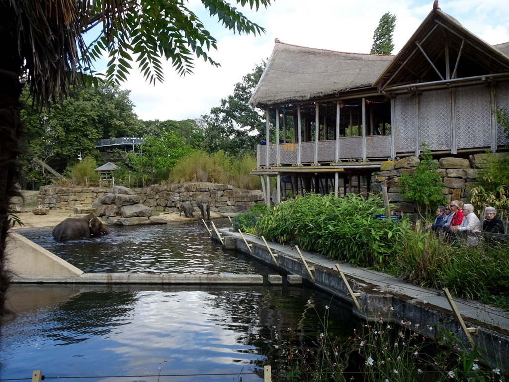 Asian Elephants and the Indian travel bureau at the Asia section of ZOO Planckendael