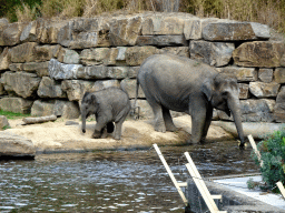 Asian Elephants at the Asia section of ZOO Planckendael