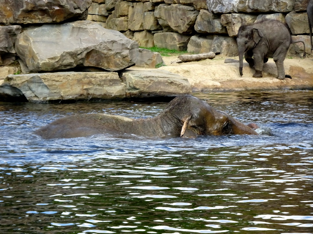 Asian Elephants at the Asia section of ZOO Planckendael