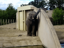 Asian Elephant at the Asia section of ZOO Planckendael