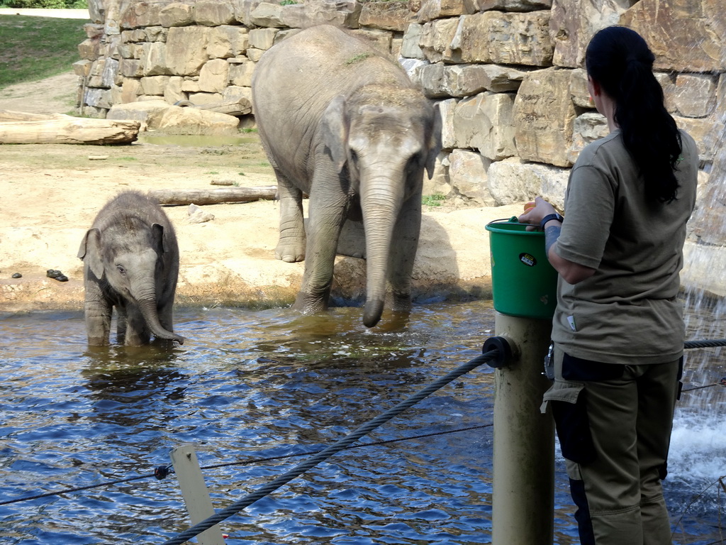 Asian Elephants and zookeeper at the Asia section of ZOO Planckendael