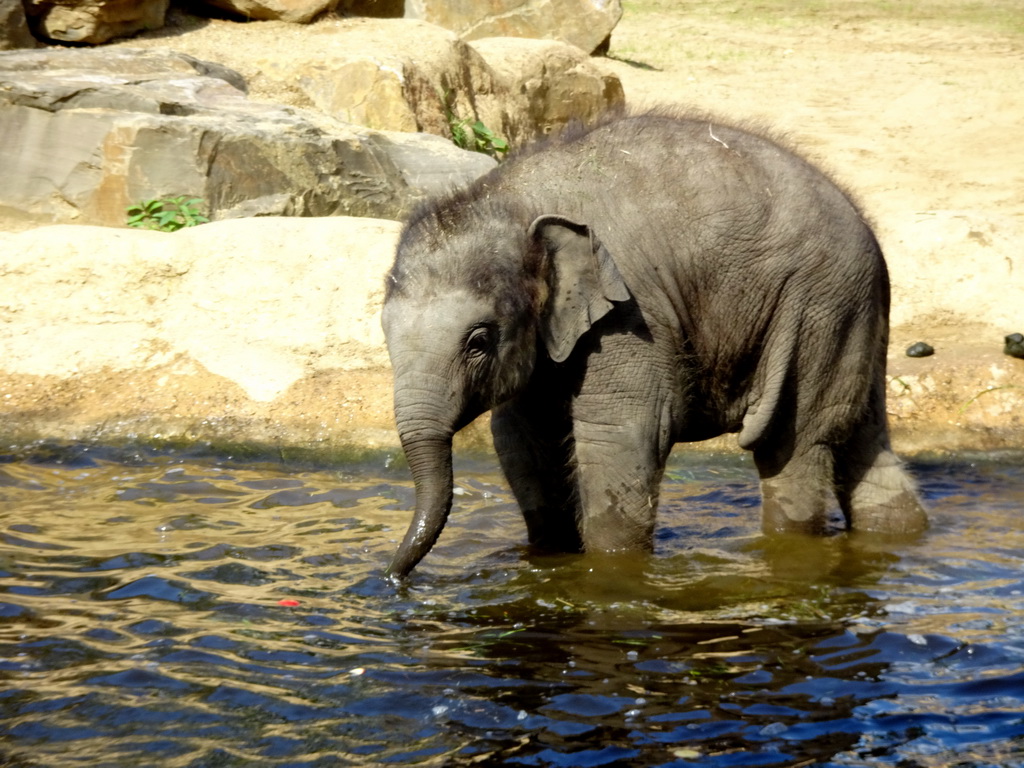 Asian Elephant `Tun Kai` at the Asia section of ZOO Planckendael