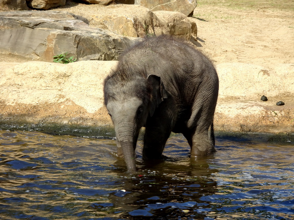 Asian Elephant `Tun Kai` at the Asia section of ZOO Planckendael