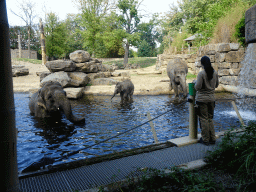 Asian Elephants and zookeeper at the Asia section of ZOO Planckendael