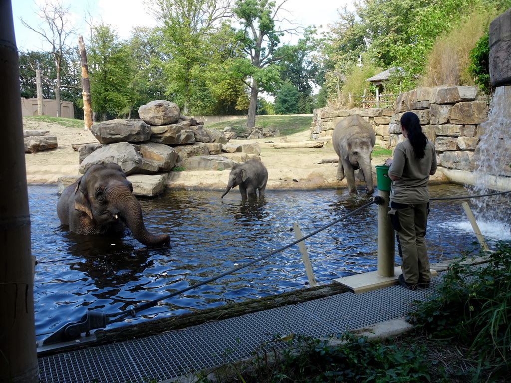 Asian Elephants and zookeeper at the Asia section of ZOO Planckendael