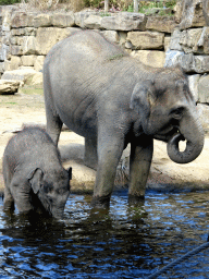 Asian Elephants at the Asia section of ZOO Planckendael