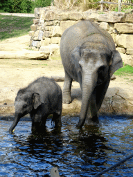Asian Elephants at the Asia section of ZOO Planckendael