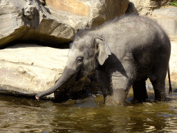 Asian Elephant `Tun Kai` at the Asia section of ZOO Planckendael