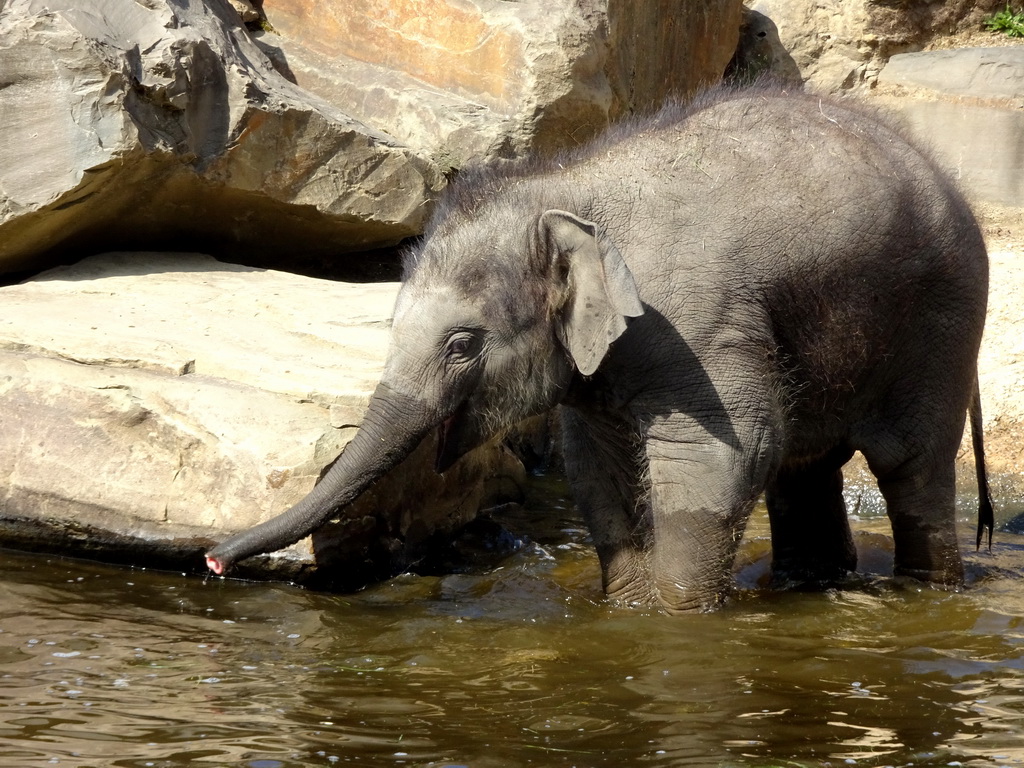 Asian Elephant `Tun Kai` at the Asia section of ZOO Planckendael