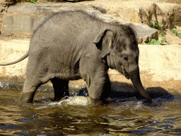 Asian Elephant `Tun Kai` at the Asia section of ZOO Planckendael