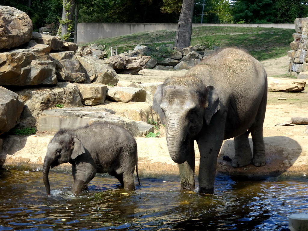 Asian Elephants at the Asia section of ZOO Planckendael