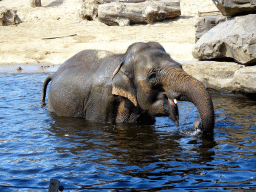 Asian Elephant at the Asia section of ZOO Planckendael