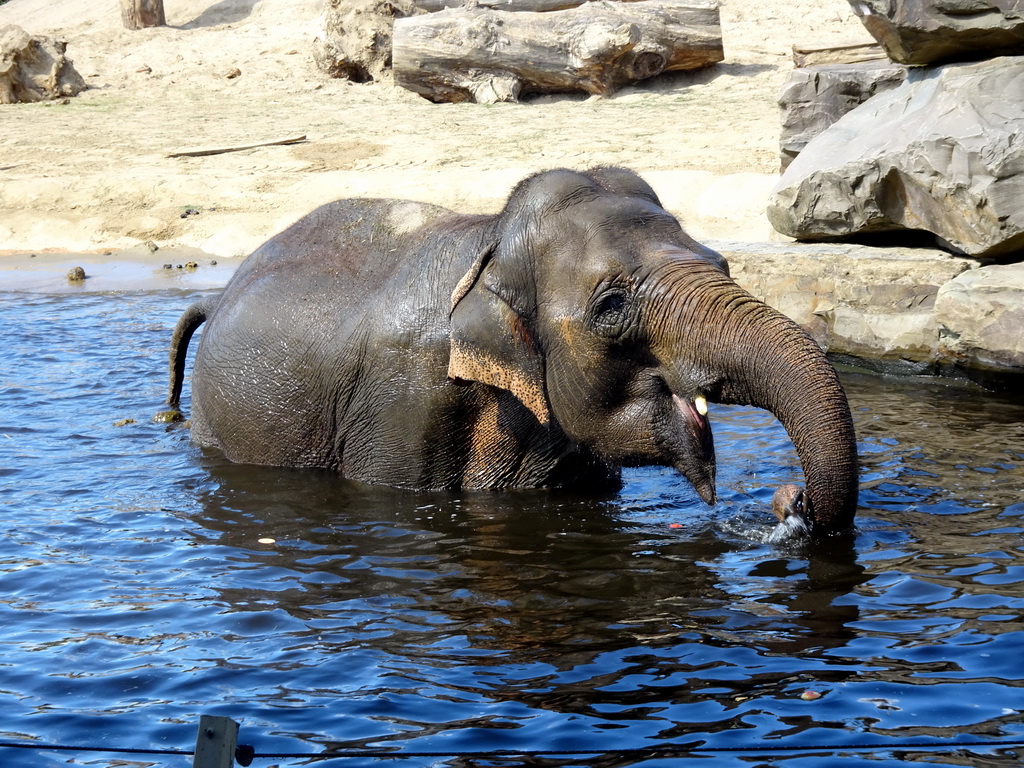 Asian Elephant at the Asia section of ZOO Planckendael